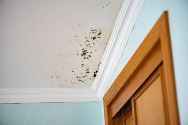 Best Mold Remediation Services  in Ponce Inlet, FL