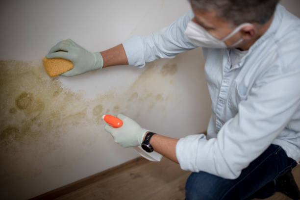 Best Crawl Space Mold Removal  in Ponce Inlet, FL