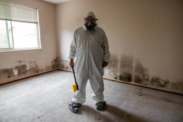 Best Attic Mold Removal  in Ponce Inlet, FL