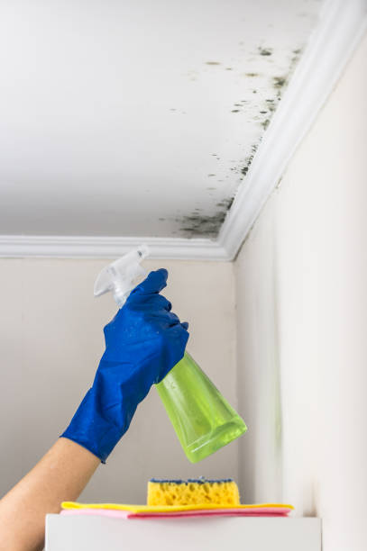 Best Black Mold Removal  in Ponce Inlet, FL